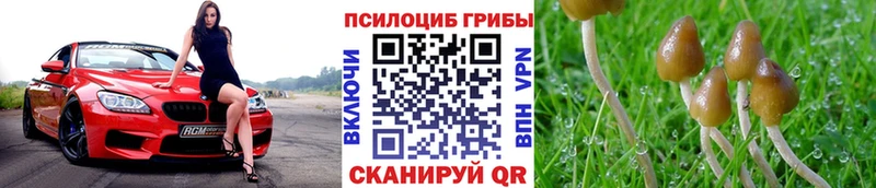 Галлюциногенные грибы Cubensis  купить закладку  Ленинск-Кузнецкий 